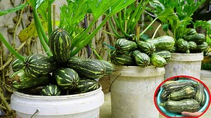 180K views · 6.2K reactions | How To Grow Zucchini At Home With High Yield | Balcony Garden Ideas | Facebook