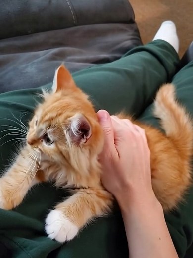 Can't handle this cuteness! | Cat and Dog Love