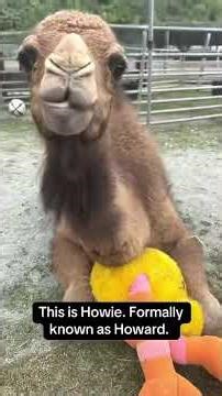 Why do camels scream like that🤣🤣🤣#camel #animals #funny#life #farmlife
