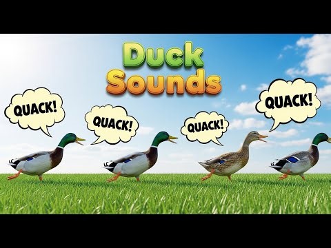 Realistic Duck Quacks – English Animal Learning