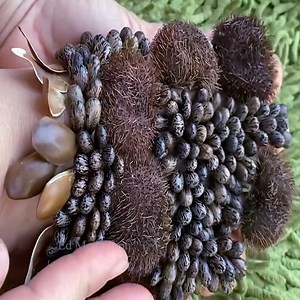 Removing And Picking Million Ticks #Ticks #Remove #2004 | Ed Meditation