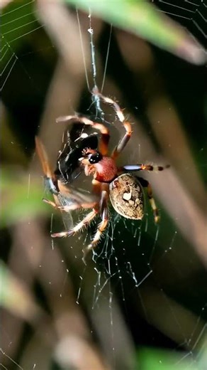 Spider vs Fly 🕷️ Nature Trap#spider #fly #animalfight #wildlife #nature #shorts #youtubeshorts