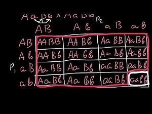 15 :1 phenotypic ratio explained