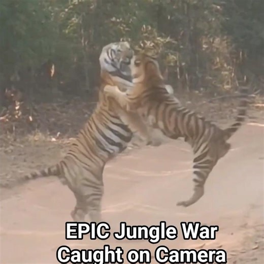 EPIC Kings Fight : Must See Wildlife Moment! Two Tigers War! #TigerFight