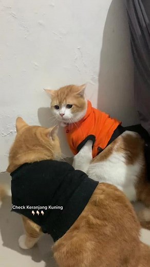 Cats Interacting in Fun Indoor Setting