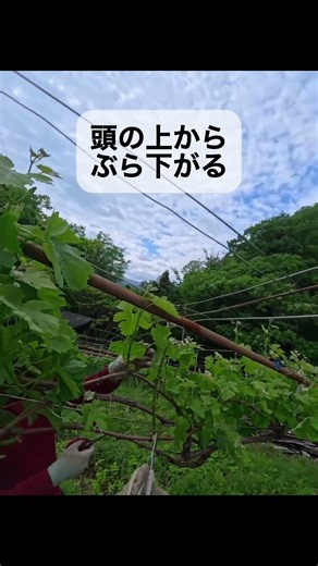 ぶどうの仕立て方:その1