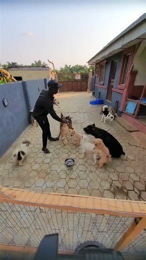 Expert Dog Training and Adoption in Lagos
