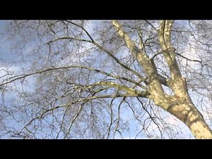 Single Tree - Sky / Clouds Background - Free Nature Footage