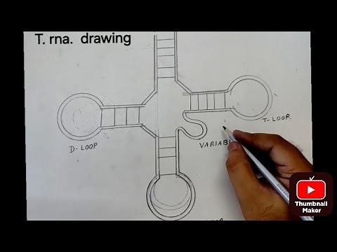 How to Draw tRNA Diagram | Easy Biology Drawing for Students