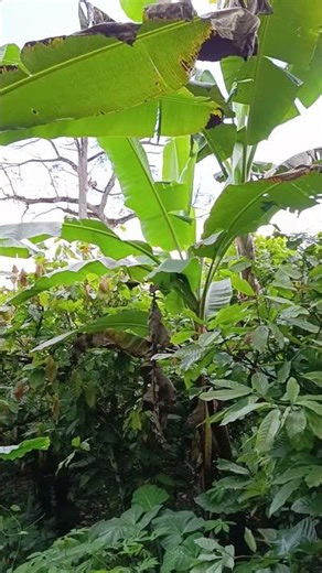 Climate smart agriculture helps farmers boost yields,income protect soil,& adapt to climate change,