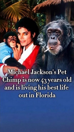 What Happened to Michael Jackson’s Pet Chimp, Bubbles? 🐒🌴MJ's Pet Chimpanzee Bubbles is still Alive