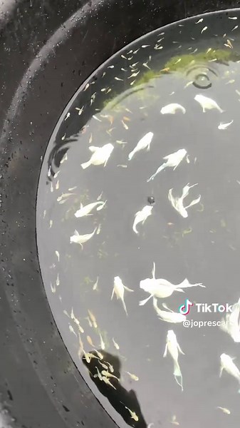 The Joy of Keeping Balloon Molly Fish in Small Backyards