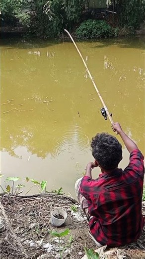 Two Tilapia Caught with One Strike! 🎣🐟🐟