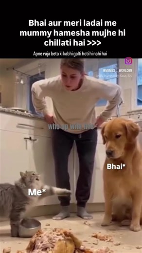 Cat be like I need a lawyer #cat #catshorts #funny #mycat #memes