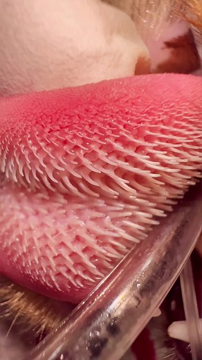 Exploring the Fascinating Anatomy of a Cat's Tongue