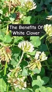 White Clover and Its Benefits