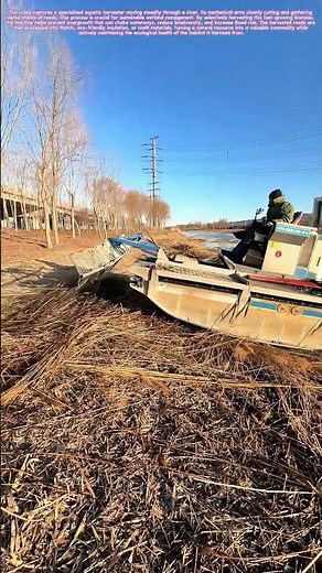 Harvesting the Water's Yield: How a Machine Gathers Reeds Without Damaging the Wetland