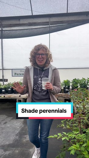 Shade Perennials: Best Plants for Low Sunlight Gardens