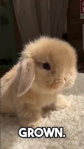Cutest Tiny Bunny You’ve Ever Seen 😍 | Adorable Pygmy Rabbit Moments