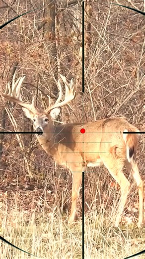 Mule Deer Hunting | Caccia al cervo mulo | Caza de ciervos mula