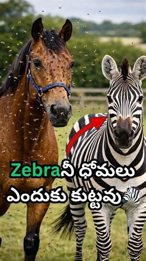 Why Don’t Insects Land on Zebras? 😳 #shorts #viral