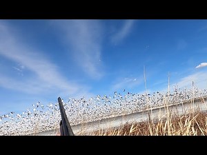South Dakota Snow goose hunting spring SOLO HUNT 27 Birds