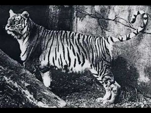 Bali Tiger Sound Effects 🐯 🔊