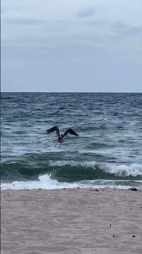 Brown Pelican hunting at Earl Lifshey Ocean Park Beach
