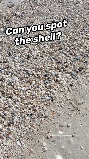 How fast can you spot the shells? 🔍 🐚 | Florida Shelling Fanatics