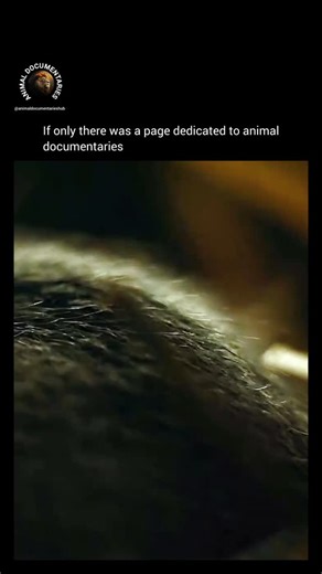 Animal Documentaries Hub on Instagram: "😱🐭 A heart-pounding game of life and death! 🦅 A pregnant mouse's nursery becomes a hunting ground for a stealthy owl, the ultimate nocturnal killer. 💀 But this mama's got tricks up her sleeve - freezing, holding her breath, and playing possum. Will she outsmart the predator and give birth to her babies safely? 🐾 #SurvivalMode #WildlifeDrama #MotherhoodUnleashed"