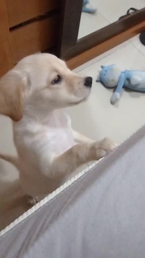 Ô, main... main... main! 😬🐾 #instadog #catioro #instapet #mãesdepets #filhotes