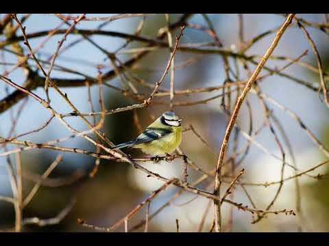 ACIM Lesson 66 - My happiness and my function are one.