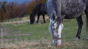 Dappled grey horse grazes peacefully in a meadow, with hints of autumnal trees in the background. Another dark horse looms slightly further, enriching the rural scene with equine beauty.