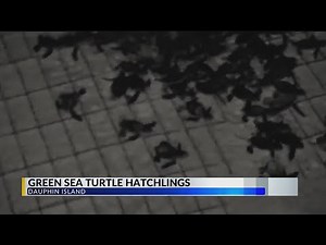 First ever Green Sea Turtle hatching on Dauphin Island