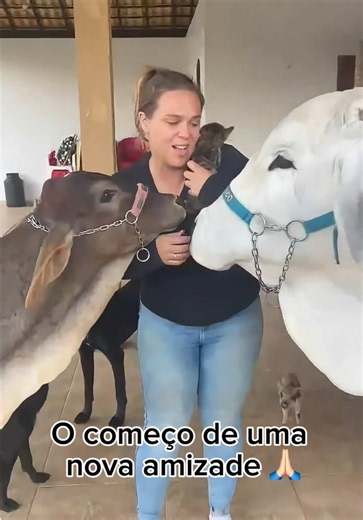 A adaptação ainda está acontecendo, mas uma coisa já é certa: ela encontrou uma família. ❤️ #churrascooboi #boimanso #viral #boideestimacao #boidomestico