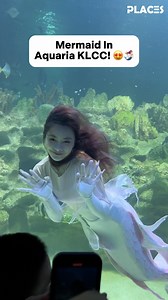 Mermaid In Aquaria KLCC! 😍🧜🏻‍♀️ . 📌 It’s Aquaria KLCC, located in KL. Immerse in a magical underwater 🪸 Christmas 🎄 adventure, where enchanting mermaids 🧜🏻 bring festive dreams to life in a dazzling display of marine wonder! 🫧 . 【 Mermaid Moments 】 📍Aquatheatre, Aquaria KLCC, Kuala Lumpur Convention Centre ✅ 15, 22 & 24 Dec 2024 ⏰ 4pm . #MermaidMagic #ChristmasUnderTheSea #AquariaVintageChristmas #JourneyBackInTime #aquariaKLCC #Aquaria #Christmas #kualalumpur #festive2024 #Mermaids | 