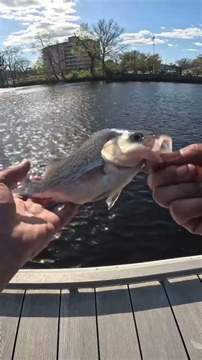 White Perch Millville New Jersey