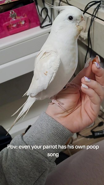 Apollo the Parrot's Poop Song