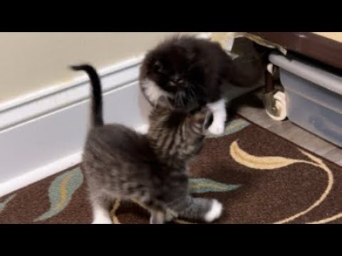 This is fun ! Day 36 with the kittens ( no sound )