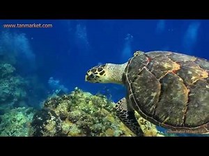 Underwater Marine Life 4, HD Collage Video - youtube.com/tanvideo11