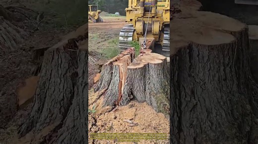 굴삭기를 이용한 나무 뿌리 제거 과정