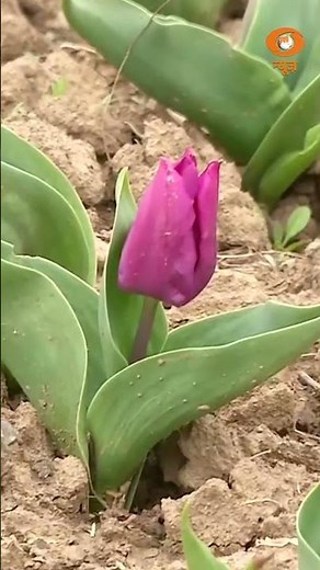 Asia's Largest Tulip Garden in Srinagar Opens: A Spectacular Floral Wonderland!