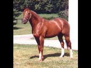 SECRETARIAT - The Immortal