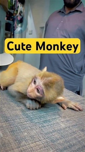 Monkey Fell From Height 😢 | Emergency Pain Management | Aliyan Vets