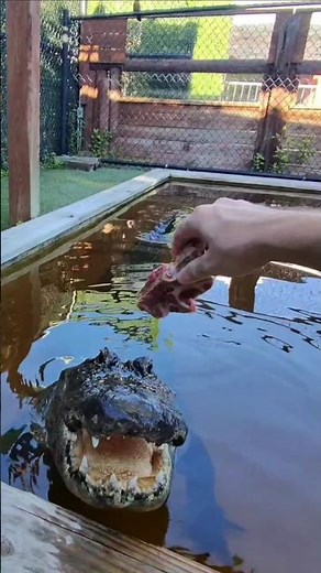 HECTOR THE GATOR: POV Feeding Time!