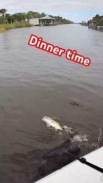 Catching a Jack Crevalle and cooking it #catchcleanandcook