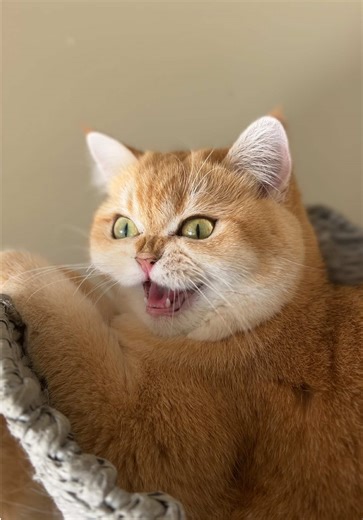 Miss Rose, the Chatty British Shorthair Kitten