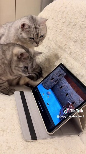 Understanding Capybara Behavior and Care Essentials