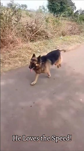 German Shepherd Runs Like a Pro Next to My Bike! 🐕🏍️💨