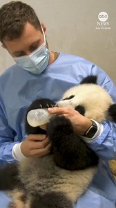 81K views · 1.4K reactions | A panda cub at Berlin Zoo in Germany that was born last summer cozied up in the lap of its zookeeper for a bottle-feeding session. https://abcnews.visitlink.me/xiT-Au | ABC News | Facebook